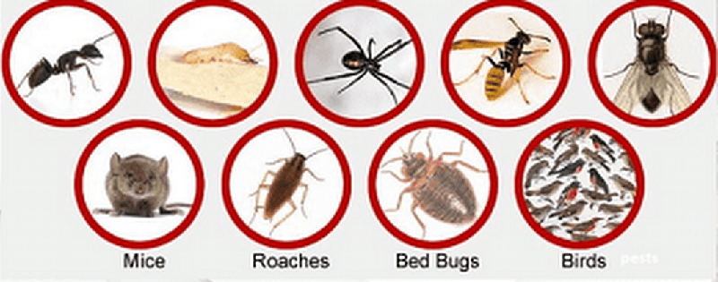 Fumigation and pest control services in Tanzania Dodoma