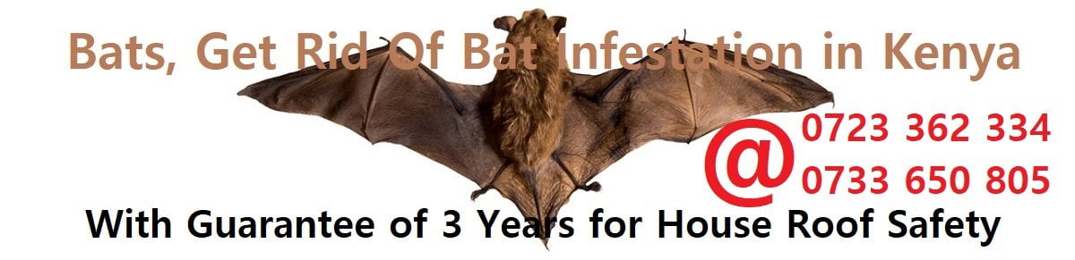 How to get rid of bats in Kenya?