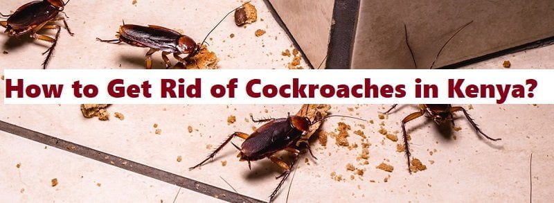 How to get rid of cockroaches in Kenya? How to get rid of cockroaches in Kenya?