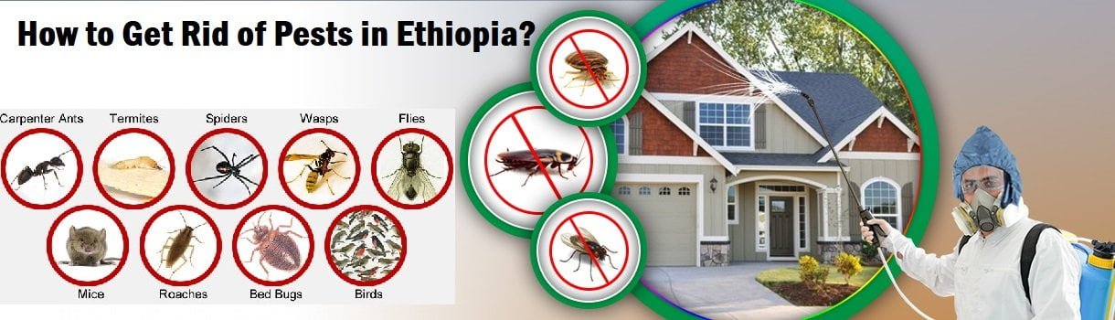 How to get rid of pests in Addis Ababa Ethiopia?