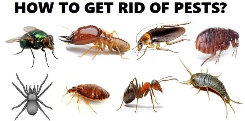 Pests, how to get rid of pests in Angola? Pests, how to get rid of pests in Angola?