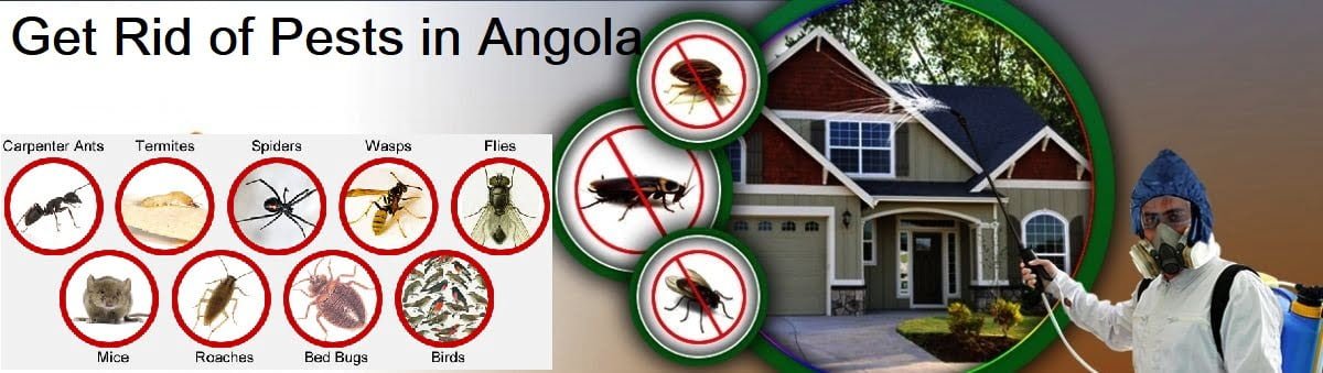 How to get rid of pests in Angola