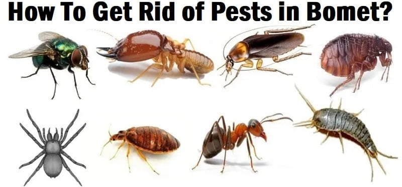 How to get rid of pests in Bomet?