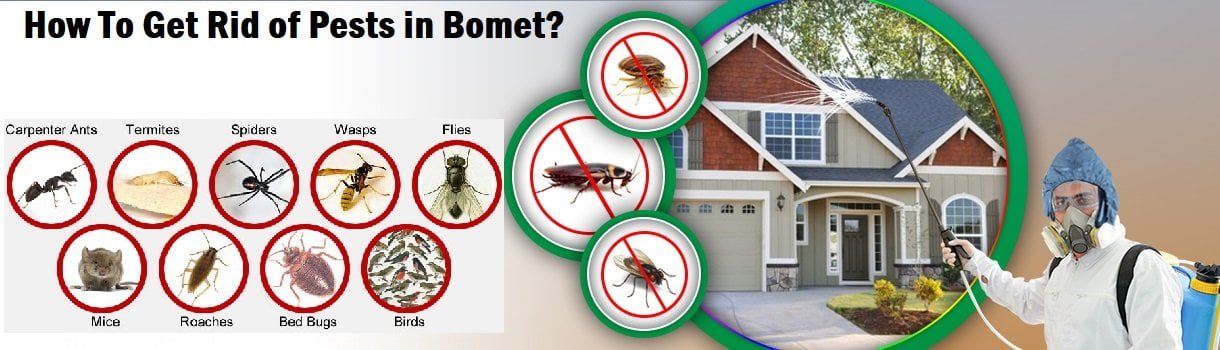 How to get rid of pests in Bomet