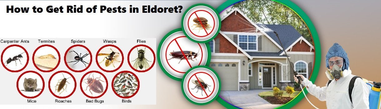 How to get rid of pests in Eldoret Uasin Gishu