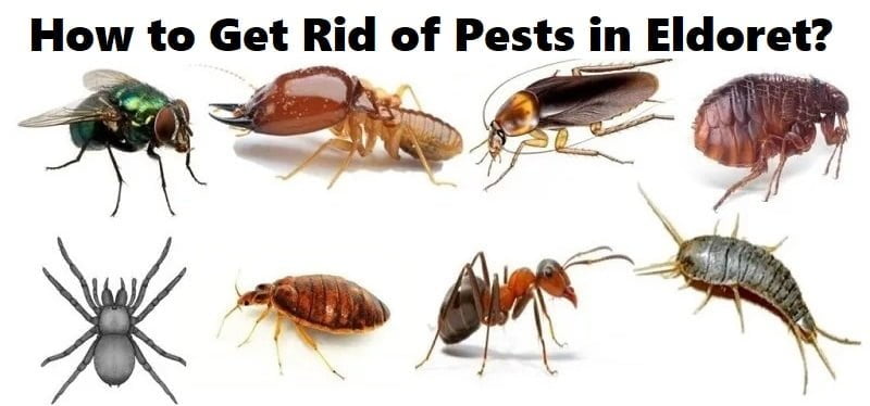 How to get rid of pests in Eldoret?