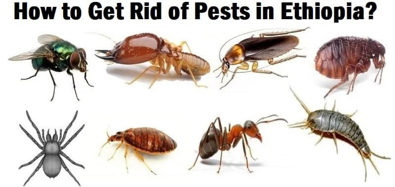 How to get rid of pests in Ethiopia? How to get rid of pests in Ethiopia?