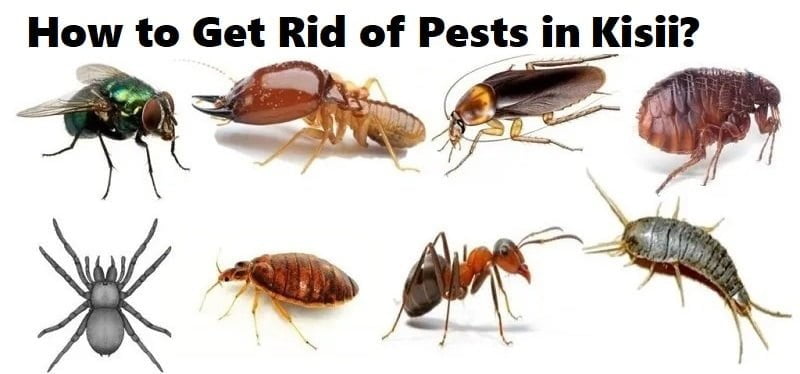 How to get rid of pests in Kisii?