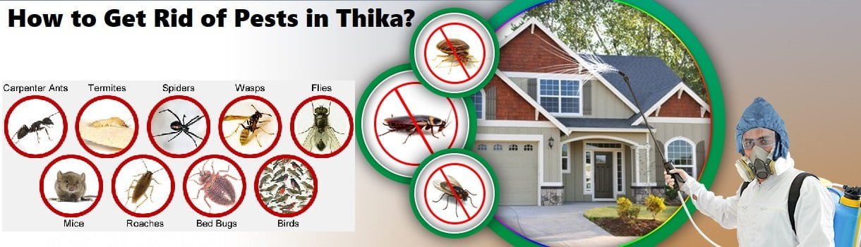 How to get rid of pests in Thika Kenya?