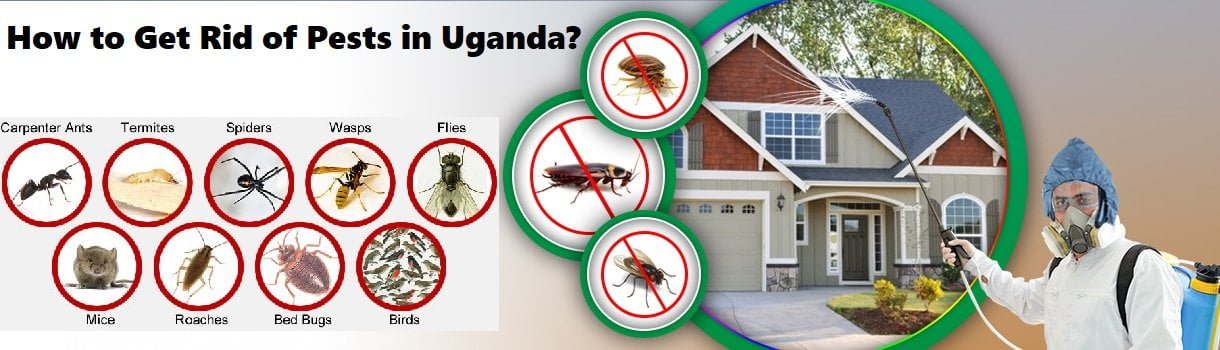 How to get rid of pests in Uganda Kampala?