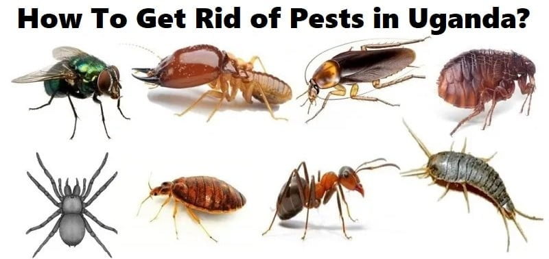 How to get rid of pests in Uganda?