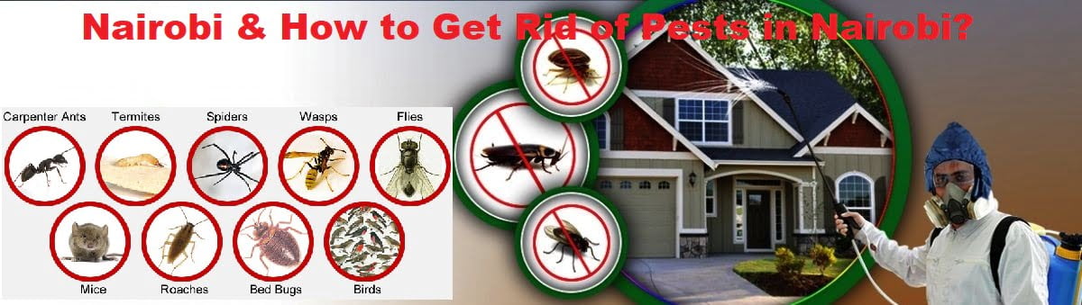 Nairobi & How to get rid of pests in Nairobi