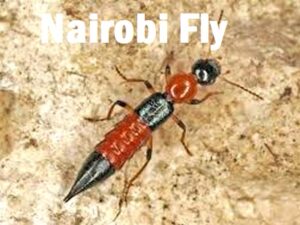 Nairobi fly control in Kenya