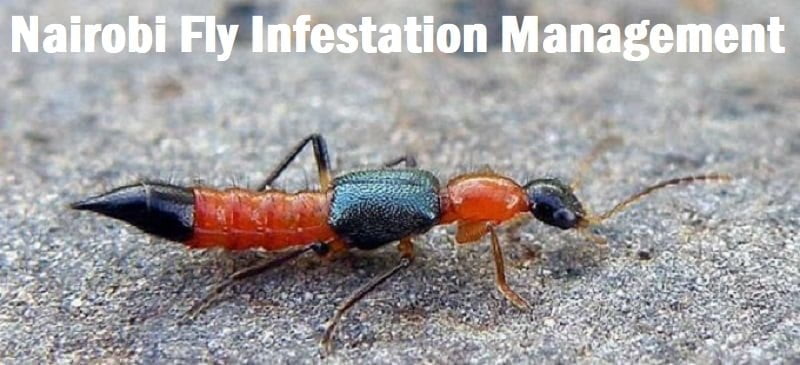 Nairobi fly control services in Kenya
