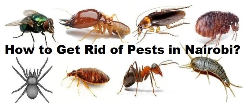 Nairobi & how to get rid of pests in Nairobi? Nairobi & how to get rid of pests in Nairobi?