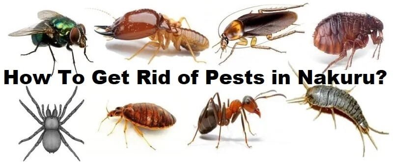 Nakuru & how to get rid of pests in Nakuru?