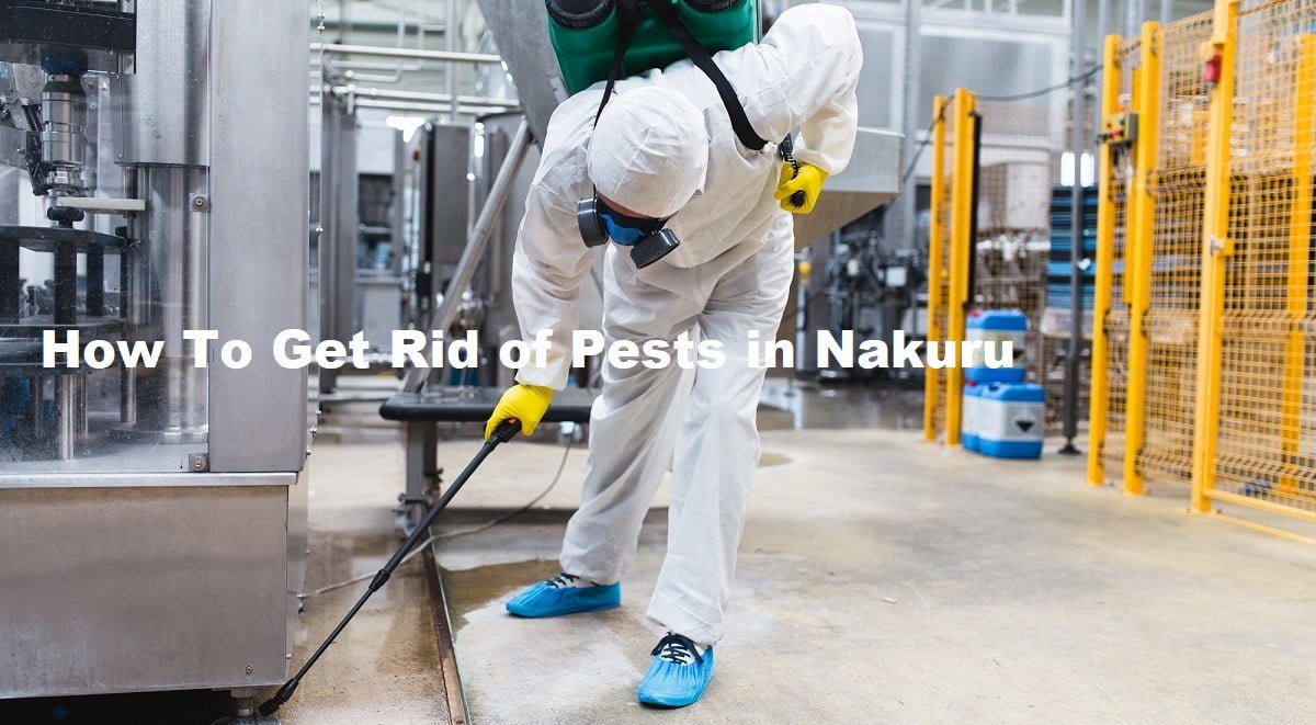 Nakuru, how to get rid of pests in Nakuru