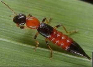 Narrow bee fly control services in Kenya