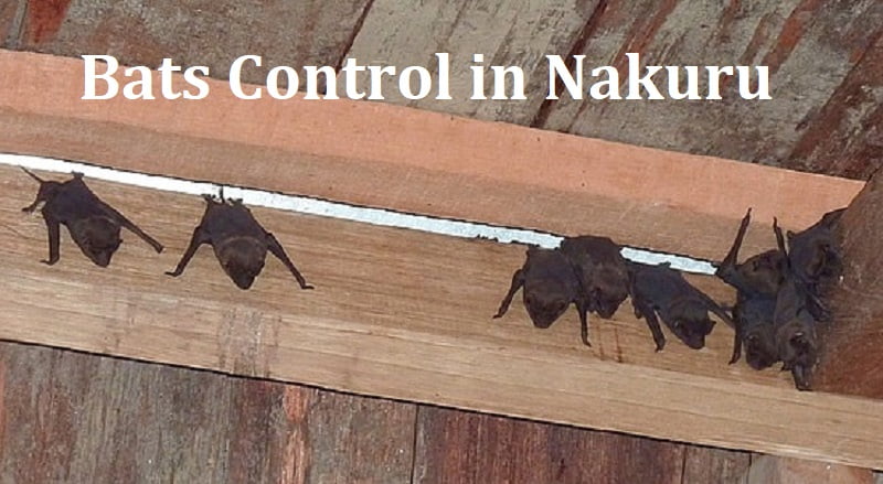 Bats control in Nakuru Bats control in Nakuru