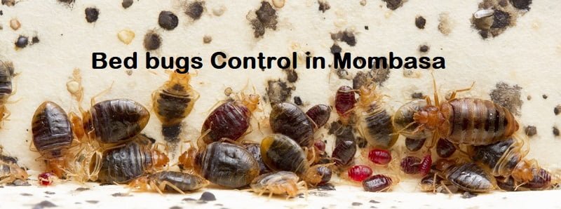 bedbugs control in Mombasa