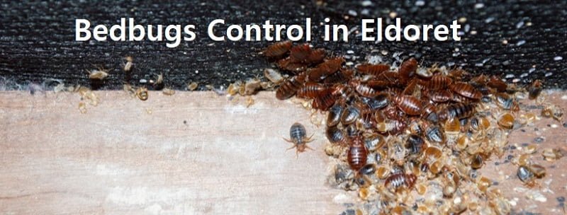 Bedbugs control in Eldoret