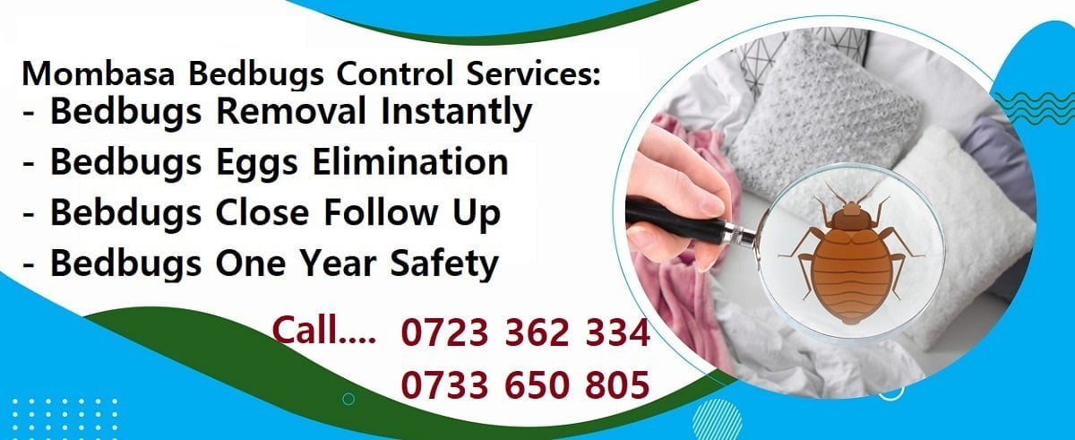 bedbugs control services in Mombasa