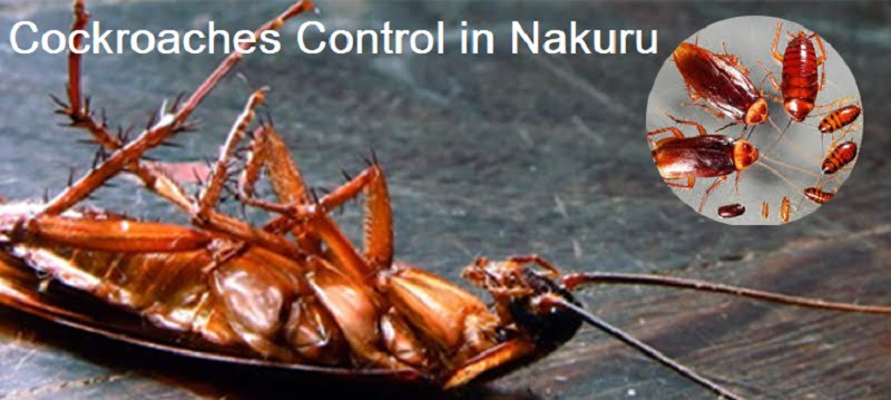 Cockroaches control in Nakuru