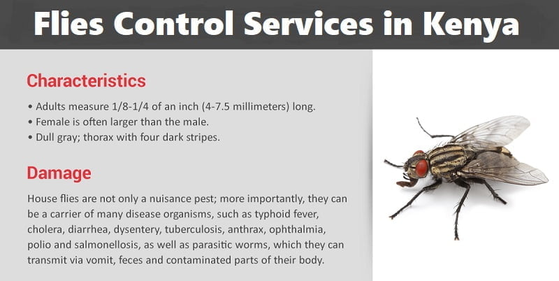 Flies control services in Kenya