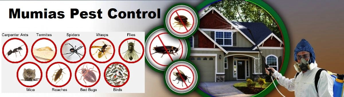 fumigation & pest control services in Mumias