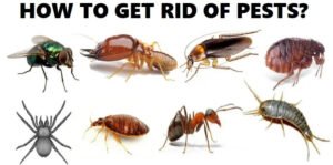 How to get rid of pests in Africa?
