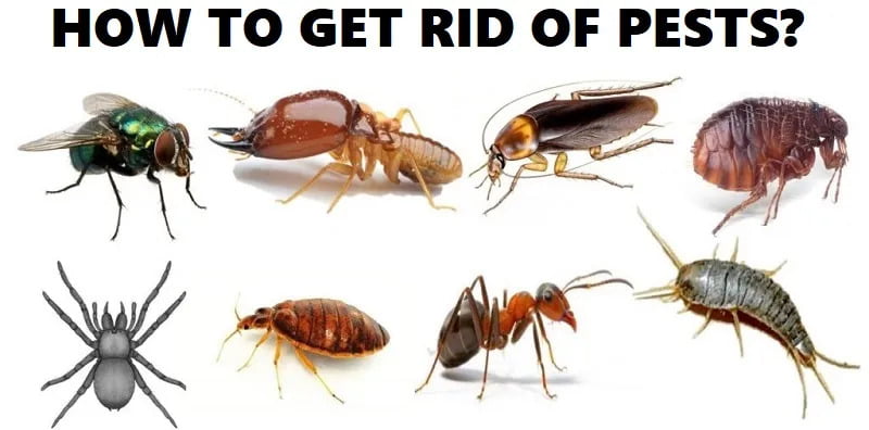 Africa pests, how to get rid of pests in Africa?
