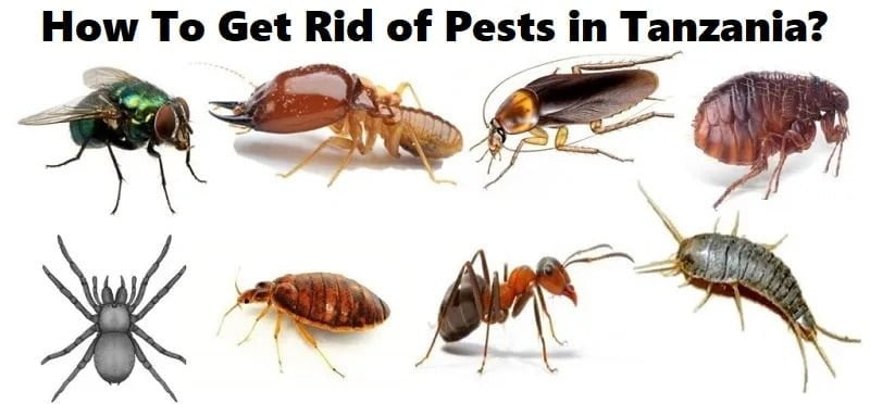 Tanzania, how to get rid of pests in Tanzania? Tanzania, how to get rid of pests in Tanzania?
