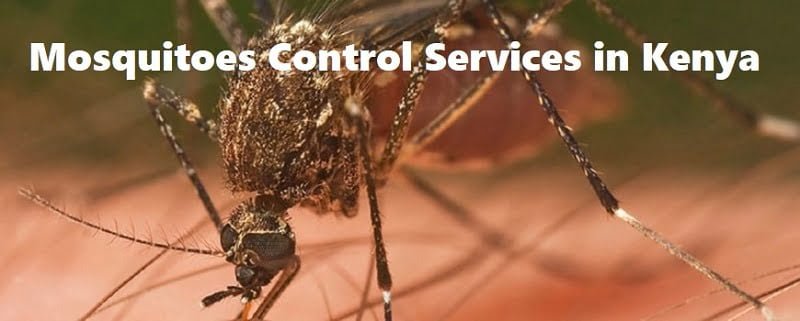 mosquitoes control services in Kenya mosquitoes control services in Kenya