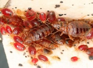 pest control in Runda Nairobi pest control in Runda Nairobi