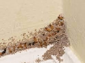 pest control services in Runda Nairobi pest control services in Runda Nairobi