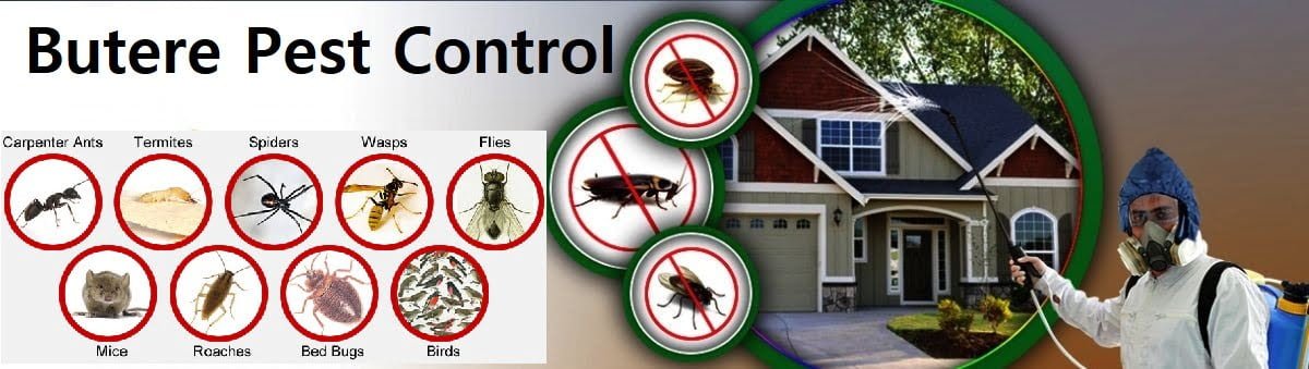pest control services in Butere