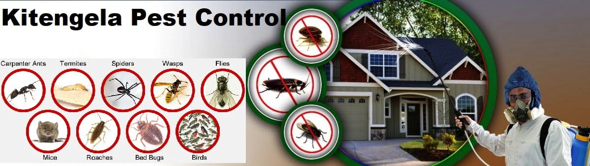 pest control services in Kitengela