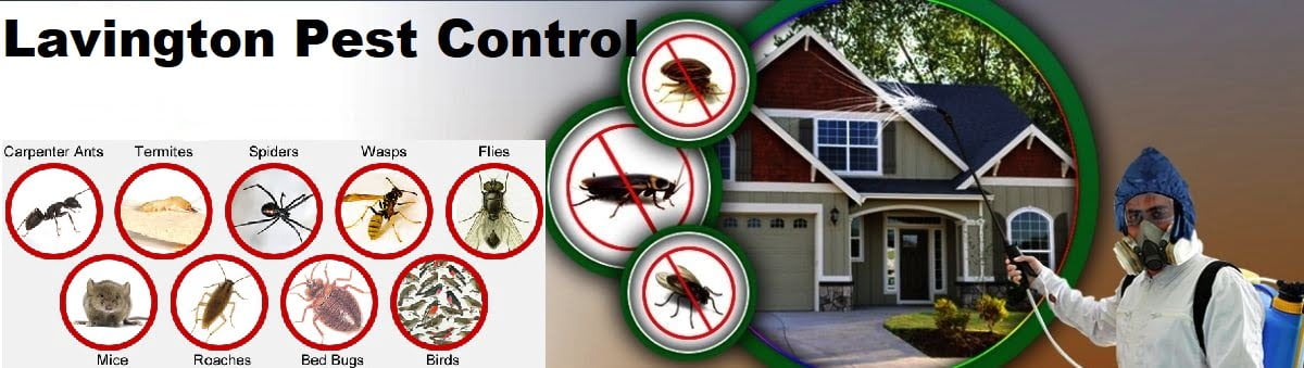 pest control services in Lavington