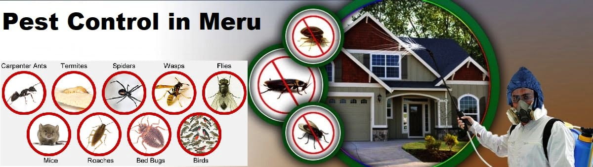 pest control services in Meru