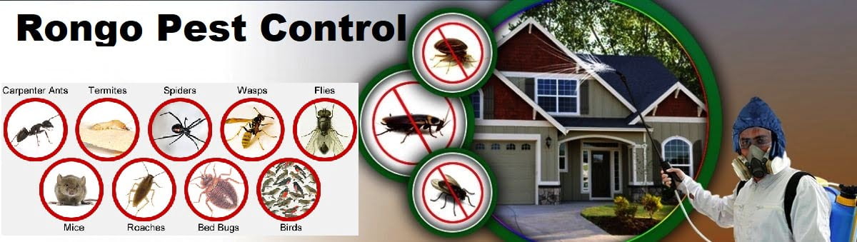 pest control services in Rongo pest control services in Rongo