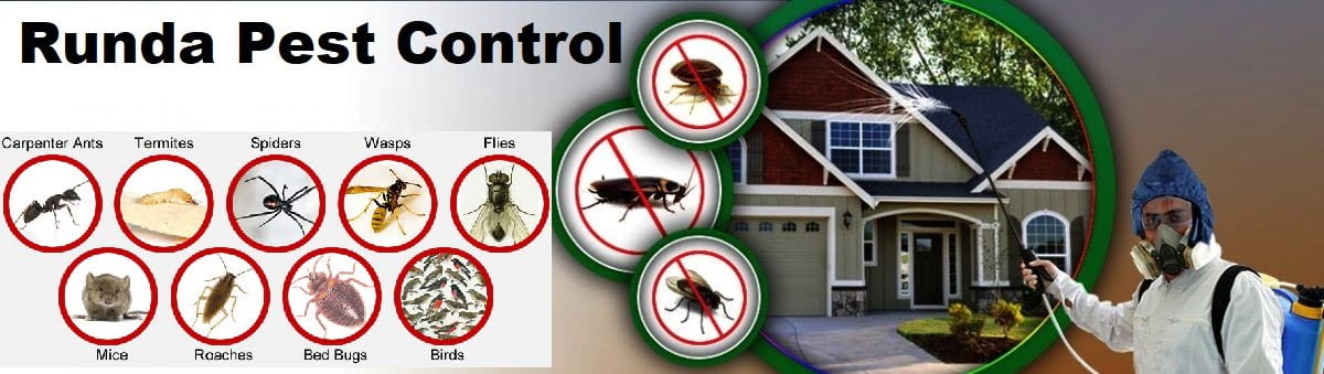 pest control services in Runda Nairobi