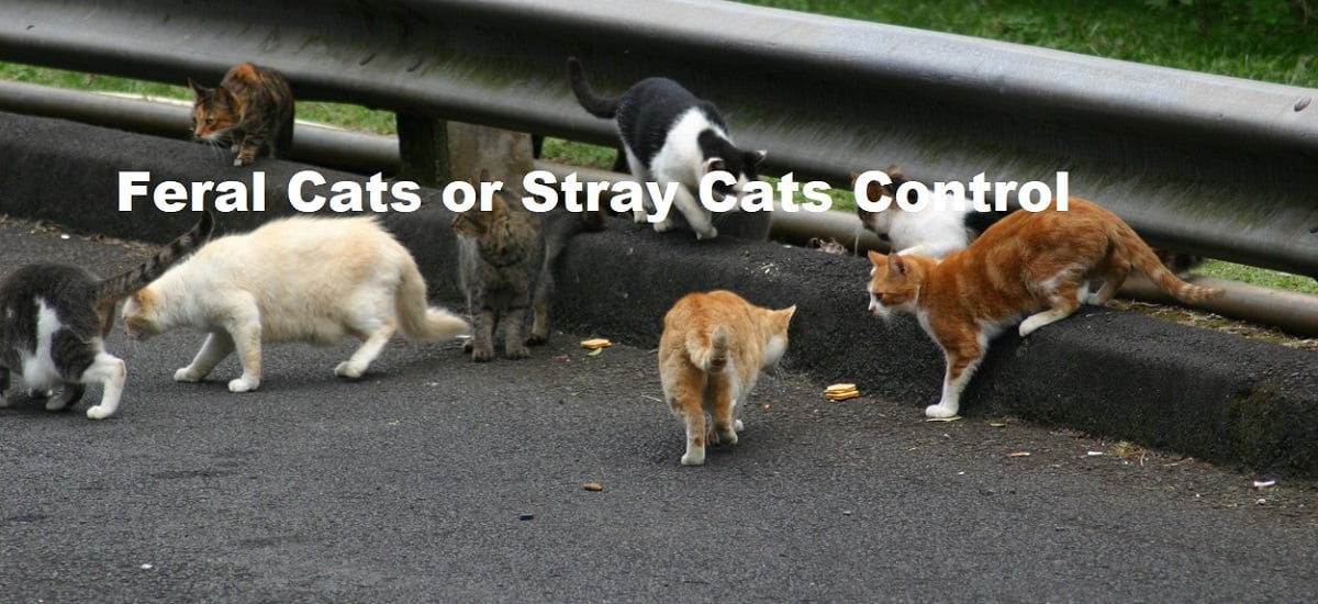 stray cats & feral cats control Kenya