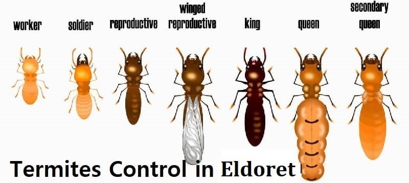 termites control in Eldoret termites control in Eldoret