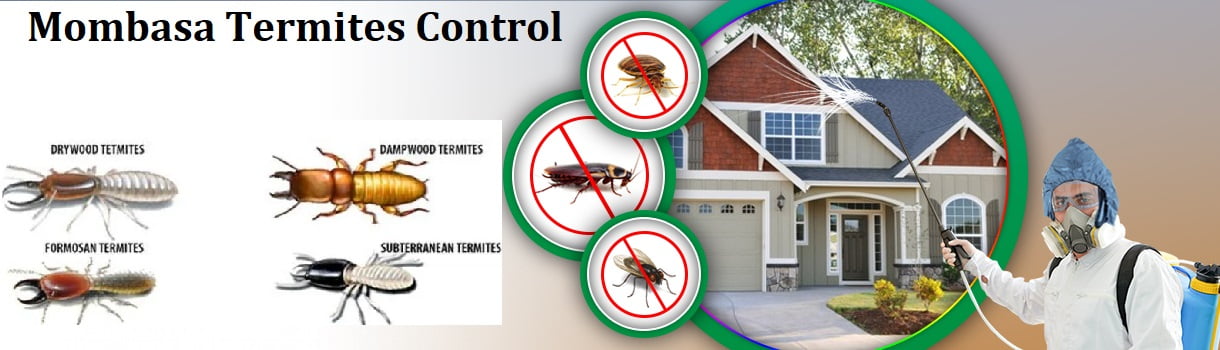 termites control services in Mombasa