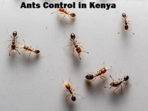 Ants control in Kenya Ants control in Kenya