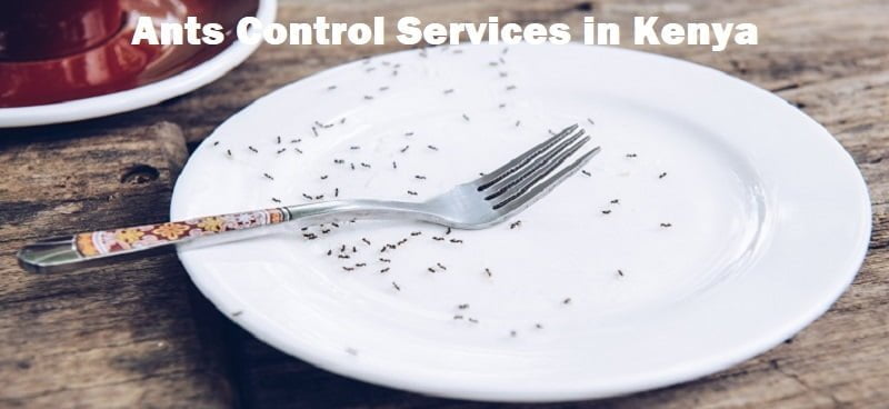 Ants control services in Kenya Ants control services in Kenya
