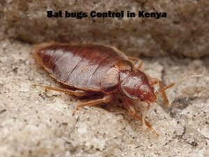 Bat bugs control in Kenya Bat bugs control in Kenya