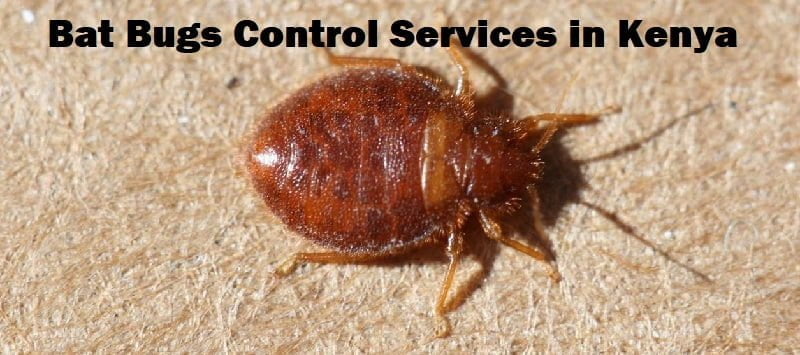 Bat bugs control services in Kenya Bat bugs control services in Kenya