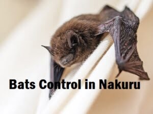 Bats control in Nakuru Bats control in Nakuru
