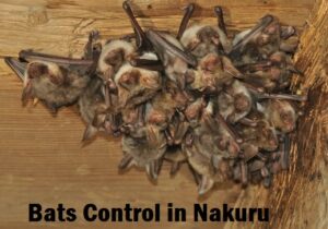 Bats control in Nakuru Kenya Bats control in Nakuru Kenya